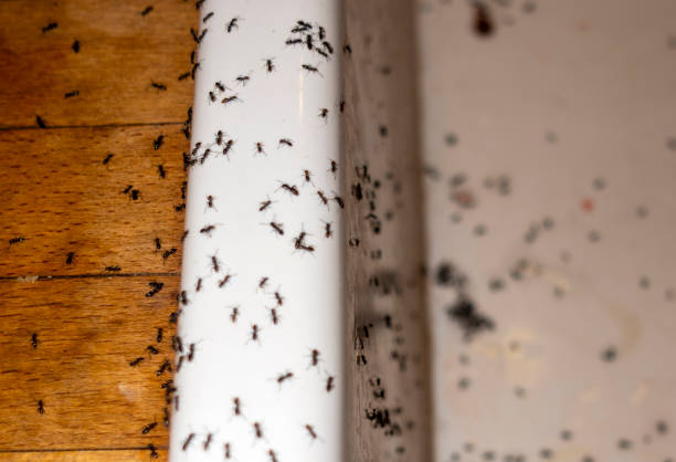 Best Wildlife Control Services  in Wyanet, IL
